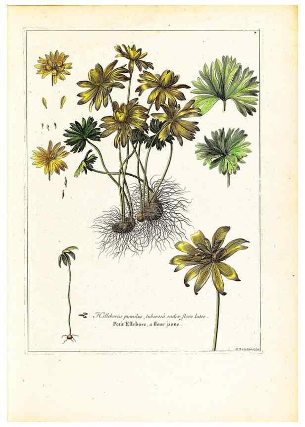 Reproducción/Reproduction 48584218182: [Recueil des plantes dessinées et gravées par ordre du roi Louis XIV].. Paris :Impr. royale,1786. 