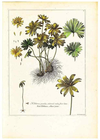 Reproducción/Reproduction 48584218182: [Recueil des plantes dessinées et gravées par ordre du roi Louis XIV].. Paris :Impr. royale,1786. 