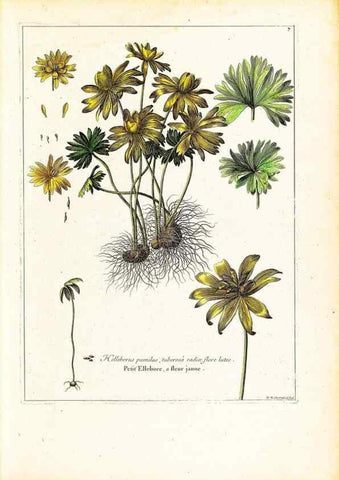 Reproducción/Reproduction 48584218182: [Recueil des plantes dessinées et gravées par ordre du roi Louis XIV].. Paris :Impr. royale,1786. 