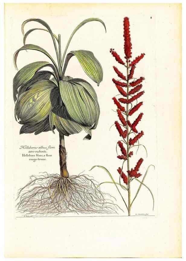 Reproducción/Reproduction 48584070771: [Recueil des plantes dessinées et gravées par ordre du roi Louis XIV].. Paris :Impr. royale,1786. 