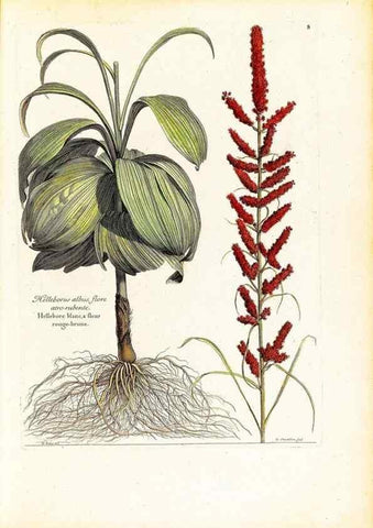 Reproducción/Reproduction 48584070771: [Recueil des plantes dessinées et gravées par ordre du roi Louis XIV].. Paris :Impr. royale,1786. 