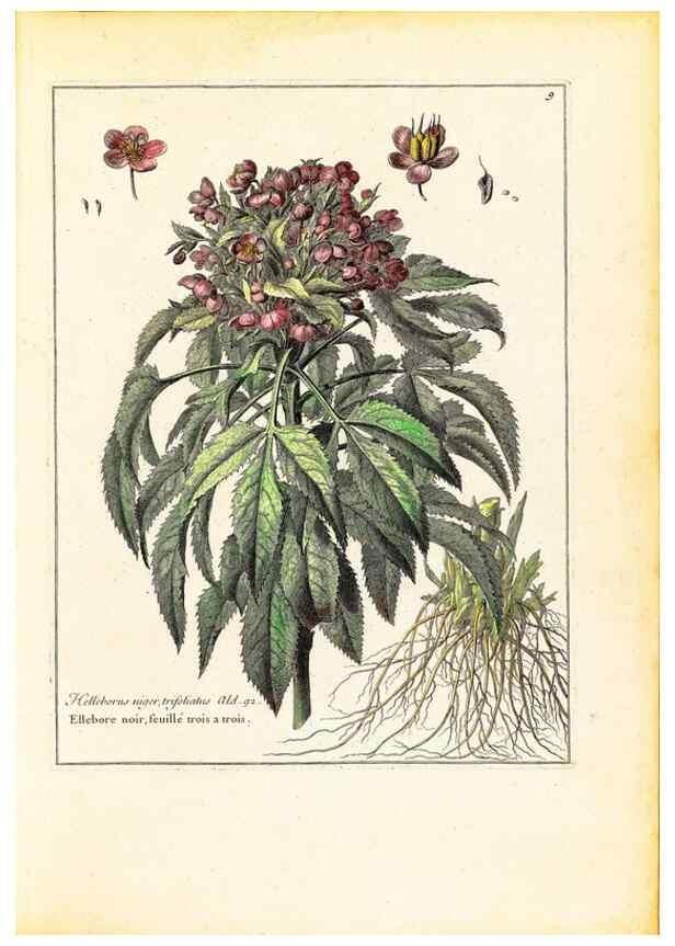 Reproducción/Reproduction 48584219122: [Recueil des plantes dessinées et gravées par ordre du roi Louis XIV].. Paris :Impr. royale,1786. 