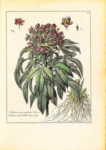 Reproducción/Reproduction 48584219122: [Recueil des plantes dessinées et gravées par ordre du roi Louis XIV].. Paris :Impr. royale,1786. 