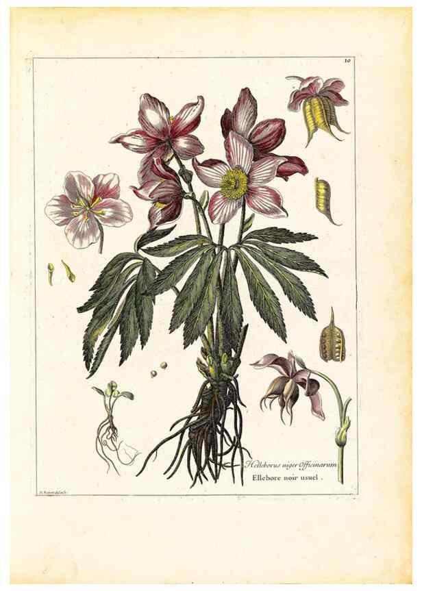 Reproducción/Reproduction 48584071821: [Recueil des plantes dessinées et gravées par ordre du roi Louis XIV].. Paris :Impr. royale,1786. 