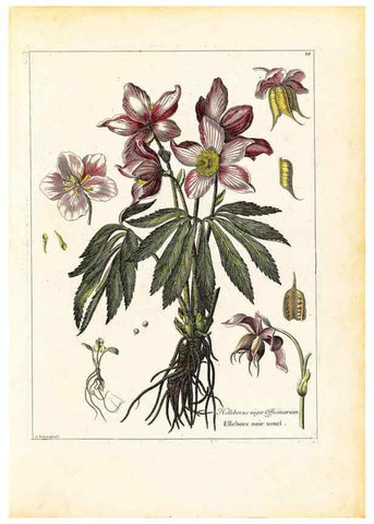 Reproducción/Reproduction 48584071821: [Recueil des plantes dessinées et gravées par ordre du roi Louis XIV].. Paris :Impr. royale,1786. 