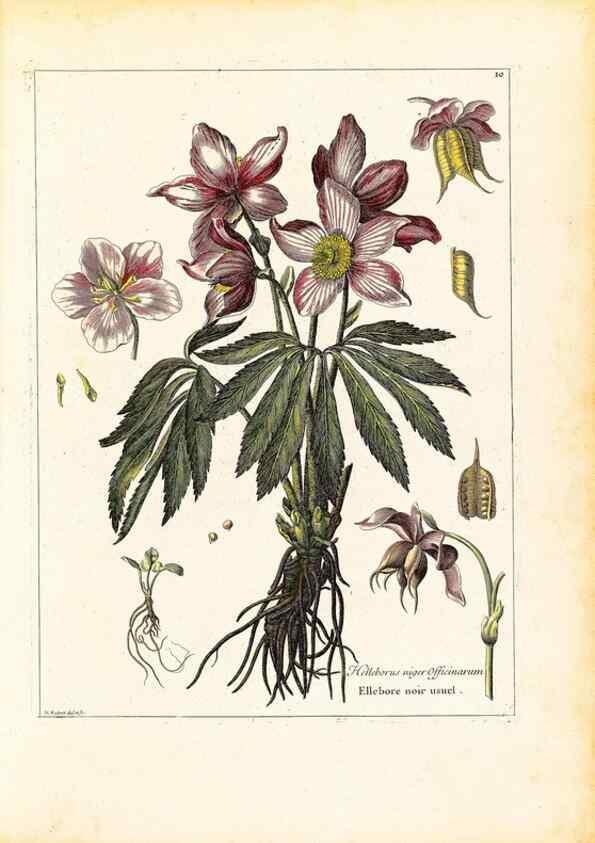 Reproducción/Reproduction 48584071821: [Recueil des plantes dessinées et gravées par ordre du roi Louis XIV].. Paris :Impr. royale,1786. 