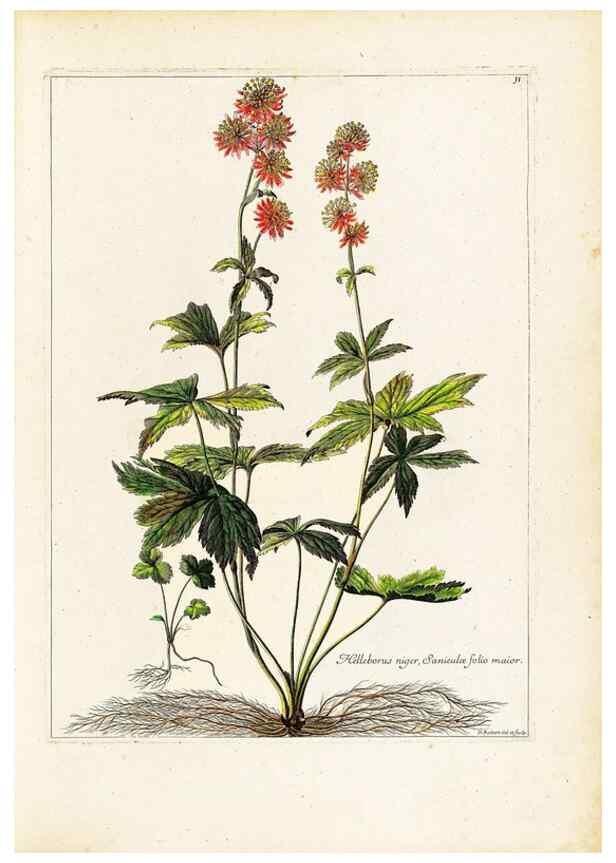 Reproducción/Reproduction 48584220422: [Recueil des plantes dessinées et gravées par ordre du roi Louis XIV].. Paris :Impr. royale,1786. 