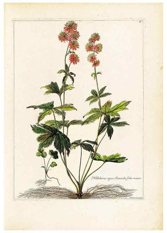 Reproducción/Reproduction 48584220422: [Recueil des plantes dessinées et gravées par ordre du roi Louis XIV].. Paris :Impr. royale,1786. 