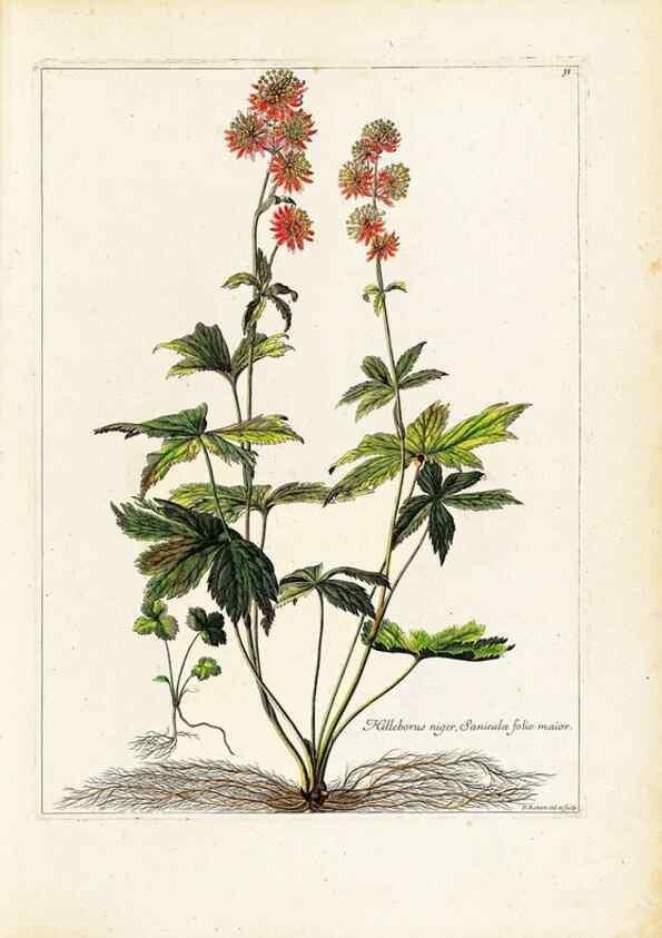 Reproducción/Reproduction 48584220422: [Recueil des plantes dessinées et gravées par ordre du roi Louis XIV].. Paris :Impr. royale,1786. 
