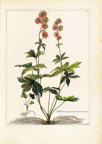 Reproducción/Reproduction 48584220422: [Recueil des plantes dessinées et gravées par ordre du roi Louis XIV].. Paris :Impr. royale,1786. 