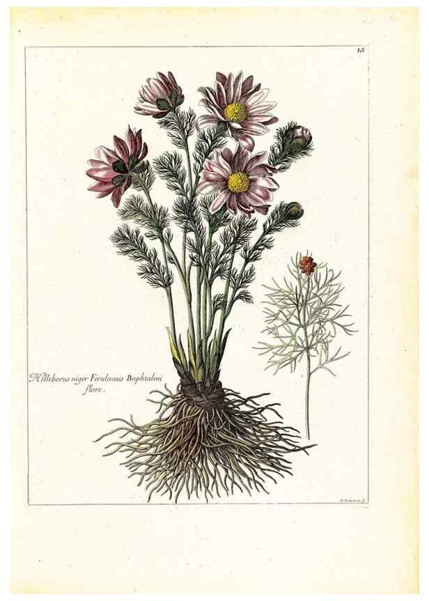 Reproducción/Reproduction 48584073251: [Recueil des plantes dessinées et gravées par ordre du roi Louis XIV].. Paris :Impr. royale,1786. 