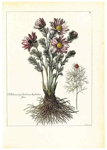 Reproducción/Reproduction 48584073251: [Recueil des plantes dessinées et gravées par ordre du roi Louis XIV].. Paris :Impr. royale,1786. 