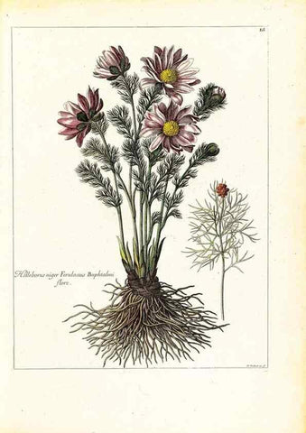 Reproducción/Reproduction 48584073251: [Recueil des plantes dessinées et gravées par ordre du roi Louis XIV].. Paris :Impr. royale,1786. 