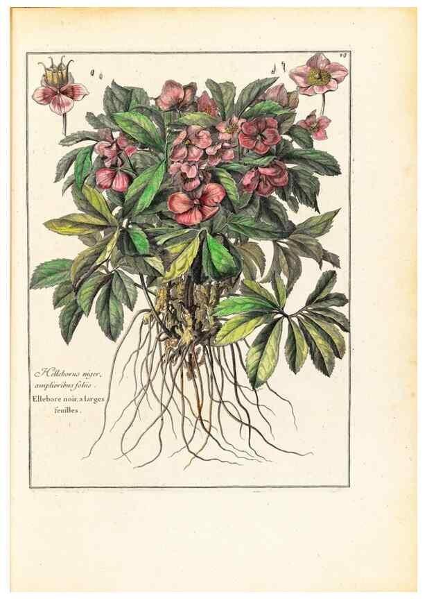 Reproducción/Reproduction 48584073791: [Recueil des plantes dessinées et gravées par ordre du roi Louis XIV].. Paris :Impr. royale,1786. 