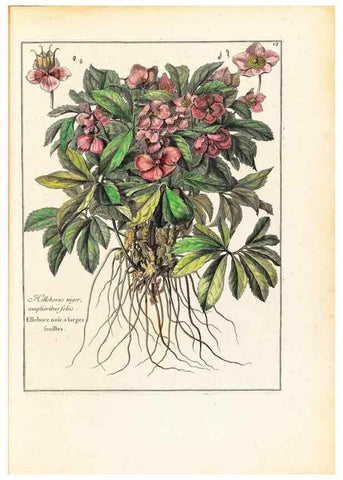 Reproducción/Reproduction 48584073791: [Recueil des plantes dessinées et gravées par ordre du roi Louis XIV].. Paris :Impr. royale,1786. 