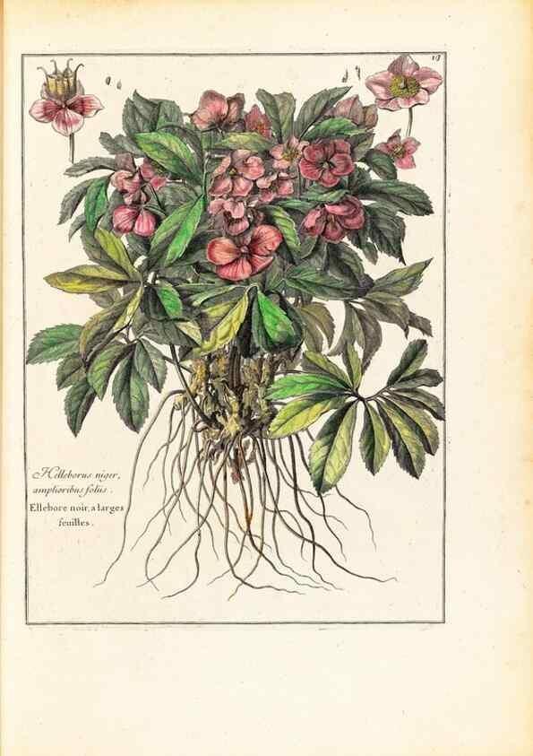 Reproducción/Reproduction 48584073791: [Recueil des plantes dessinées et gravées par ordre du roi Louis XIV].. Paris :Impr. royale,1786. 