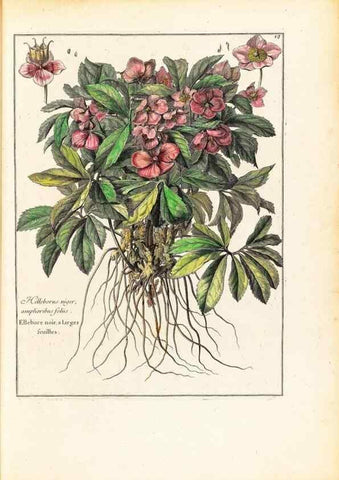 Reproducción/Reproduction 48584073791: [Recueil des plantes dessinées et gravées par ordre du roi Louis XIV].. Paris :Impr. royale,1786. 