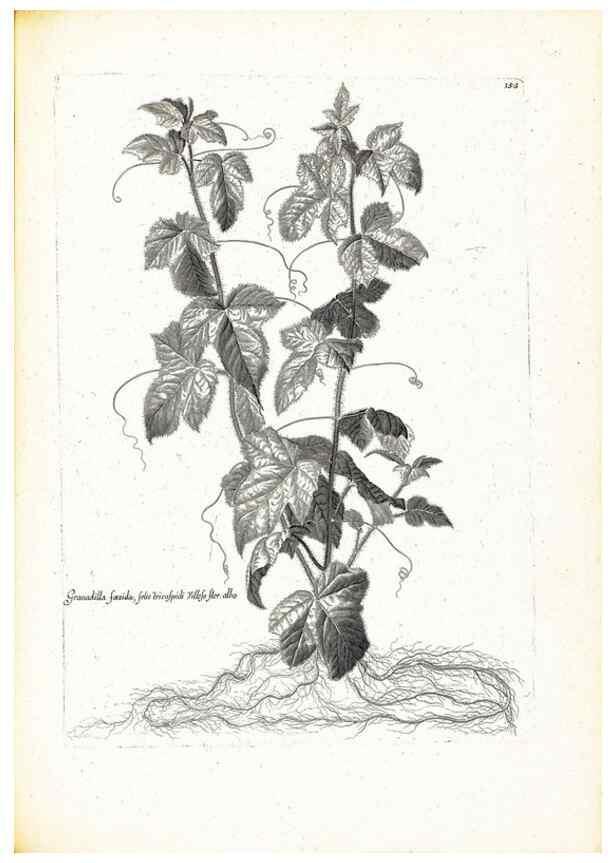 Reproducción/Reproduction 48583699341: [Recueil des plantes dessinées et gravées par ordre du roi Louis XIV].. Paris :Impr. royale,1786. 