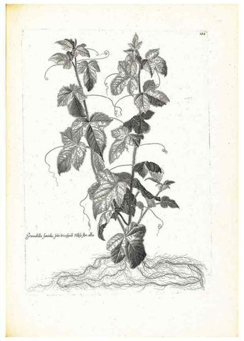 Reproducción/Reproduction 48583699341: [Recueil des plantes dessinées et gravées par ordre du roi Louis XIV].. Paris :Impr. royale,1786. 