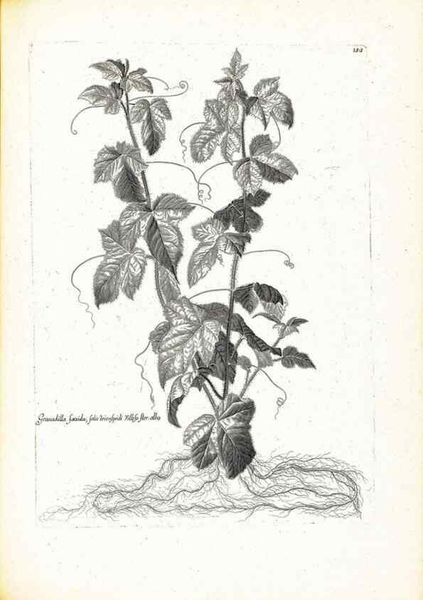 Reproducción/Reproduction 48583699341: [Recueil des plantes dessinées et gravées par ordre du roi Louis XIV].. Paris :Impr. royale,1786. 