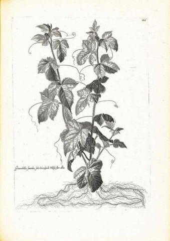 Reproducción/Reproduction 48583699341: [Recueil des plantes dessinées et gravées par ordre du roi Louis XIV].. Paris :Impr. royale,1786. 