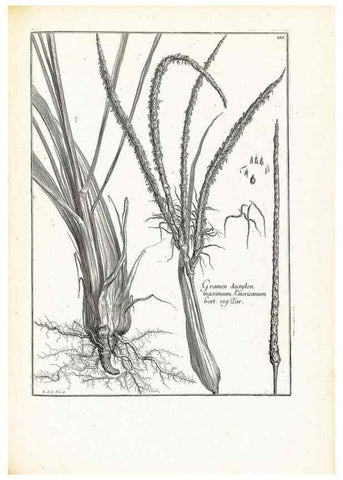 Reproducción/Reproduction 48583698961: [Recueil des plantes dessinées et gravées par ordre du roi Louis XIV].. Paris :Impr. royale,1786. 