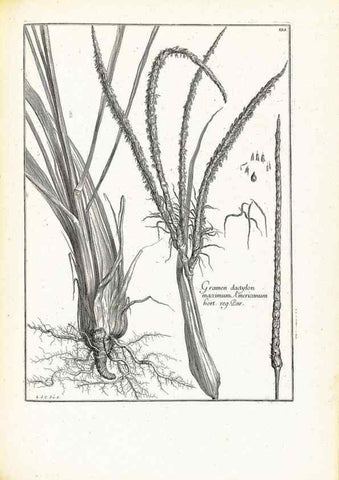 Reproducción/Reproduction 48583698961: [Recueil des plantes dessinées et gravées par ordre du roi Louis XIV].. Paris :Impr. royale,1786. 