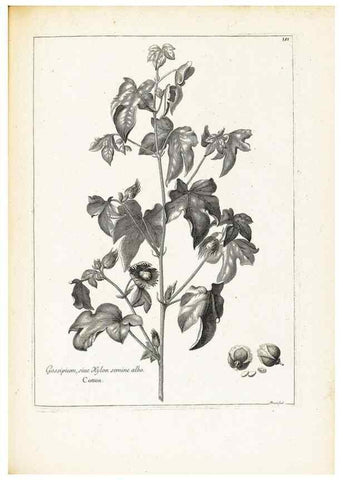 Reproducción/Reproduction 48583850782: [Recueil des plantes dessinées et gravées par ordre du roi Louis XIV].. Paris :Impr. royale,1786. 