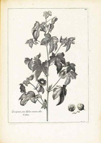 Reproducción/Reproduction 48583850782: [Recueil des plantes dessinées et gravées par ordre du roi Louis XIV].. Paris :Impr. royale,1786. 