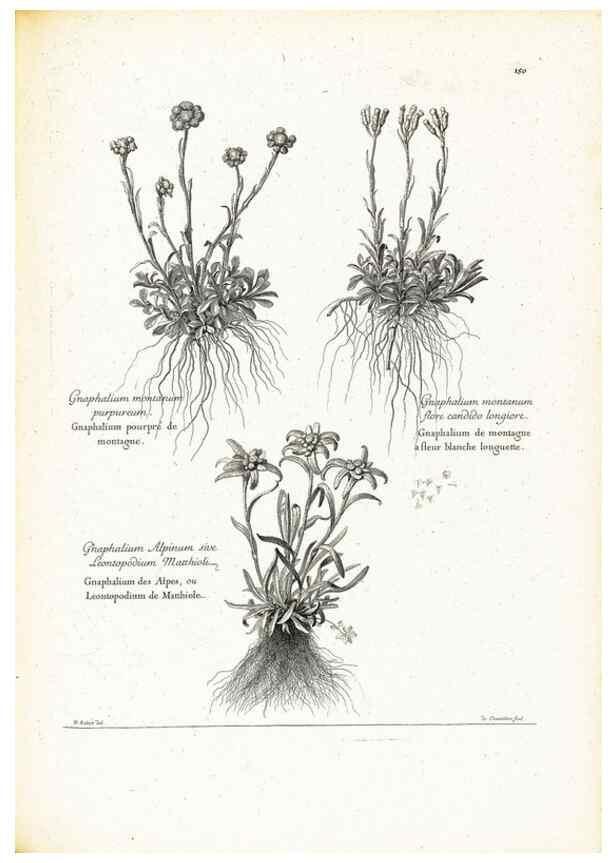 Reproducción/Reproduction 48583850412: [Recueil des plantes dessinées et gravées par ordre du roi Louis XIV].. Paris :Impr. royale,1786. 