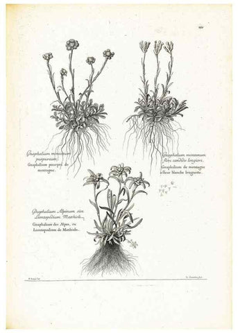 Reproducción/Reproduction 48583850412: [Recueil des plantes dessinées et gravées par ordre du roi Louis XIV].. Paris :Impr. royale,1786. 