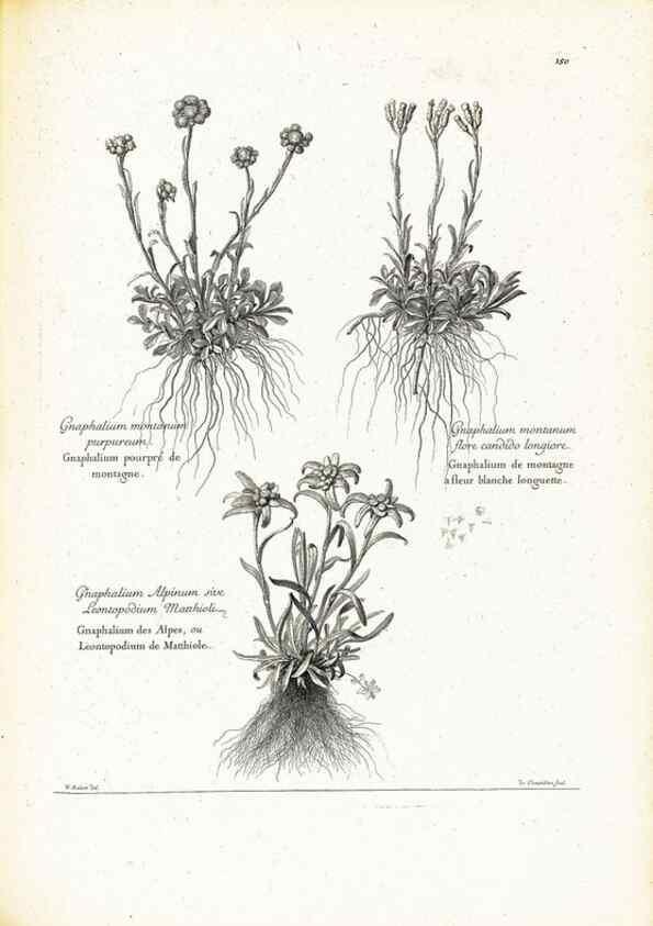 Reproducción/Reproduction 48583850412: [Recueil des plantes dessinées et gravées par ordre du roi Louis XIV].. Paris :Impr. royale,1786. 