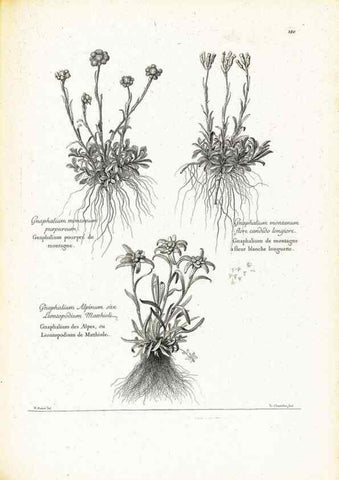 Reproducción/Reproduction 48583850412: [Recueil des plantes dessinées et gravées par ordre du roi Louis XIV].. Paris :Impr. royale,1786. 