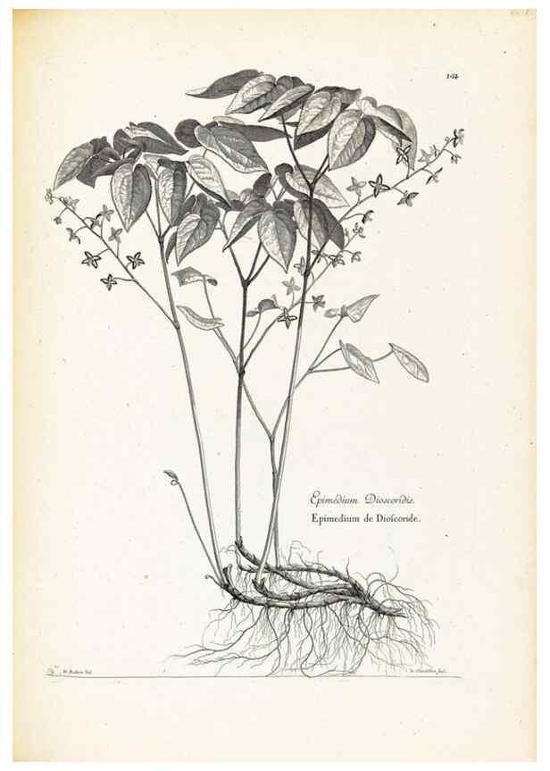 Reproducción/Reproduction 48583691211: [Recueil des plantes dessinées et gravées par ordre du roi Louis XIV].. Paris :Impr. royale,1786. 