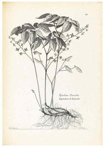 Reproducción/Reproduction 48583691211: [Recueil des plantes dessinées et gravées par ordre du roi Louis XIV].. Paris :Impr. royale,1786. 