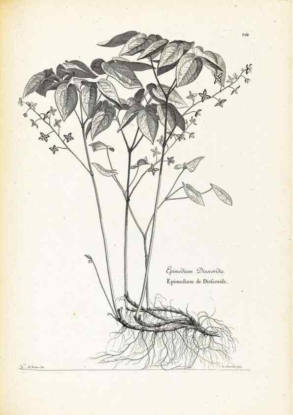 Reproducción/Reproduction 48583691211: [Recueil des plantes dessinées et gravées par ordre du roi Louis XIV].. Paris :Impr. royale,1786. 