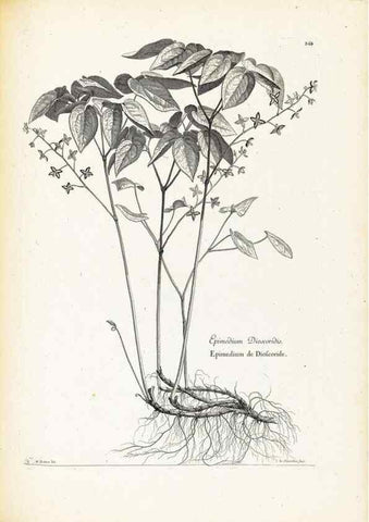 Reproducción/Reproduction 48583691211: [Recueil des plantes dessinées et gravées par ordre du roi Louis XIV].. Paris :Impr. royale,1786. 