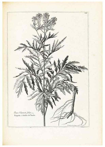 Reproducción/Reproduction 48583691731: [Recueil des plantes dessinées et gravées par ordre du roi Louis XIV].. Paris :Impr. royale,1786. 