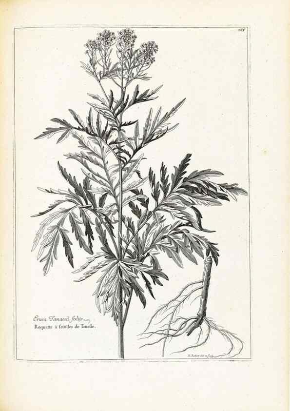 Reproducción/Reproduction 48583691731: [Recueil des plantes dessinées et gravées par ordre du roi Louis XIV].. Paris :Impr. royale,1786. 