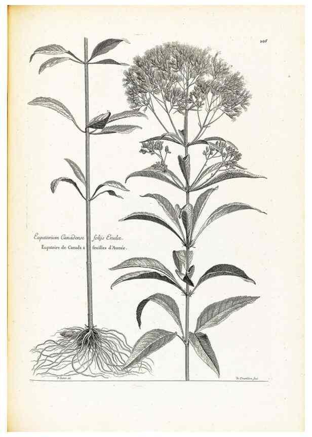 Reproducción/Reproduction 48583692226: [Recueil des plantes dessinées et gravées par ordre du roi Louis XIV].. Paris :Impr. royale,1786. 