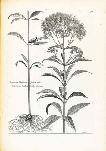 Reproducción/Reproduction 48583692226: [Recueil des plantes dessinées et gravées par ordre du roi Louis XIV].. Paris :Impr. royale,1786. 