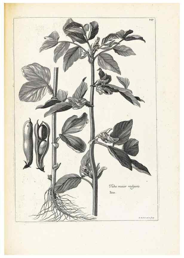 Reproducción/Reproduction 48583692696: [Recueil des plantes dessinées et gravées par ordre du roi Louis XIV].. Paris :Impr. royale,1786. 