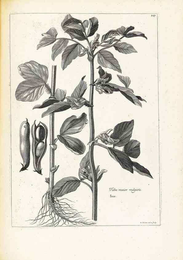 Reproducción/Reproduction 48583692696: [Recueil des plantes dessinées et gravées par ordre du roi Louis XIV].. Paris :Impr. royale,1786. 