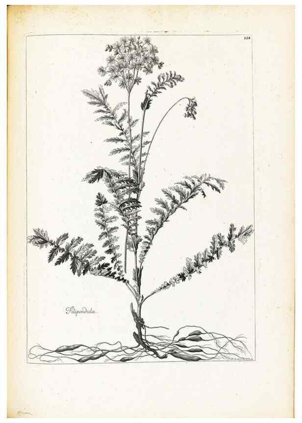 Reproducción/Reproduction 48583845237: [Recueil des plantes dessinées et gravées par ordre du roi Louis XIV].. Paris :Impr. royale,1786. 