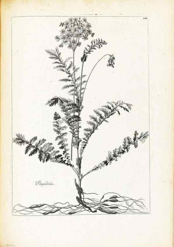 Reproducción/Reproduction 48583845237: [Recueil des plantes dessinées et gravées par ordre du roi Louis XIV].. Paris :Impr. royale,1786. 