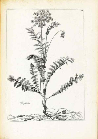 Reproducción/Reproduction 48583845237: [Recueil des plantes dessinées et gravées par ordre du roi Louis XIV].. Paris :Impr. royale,1786. 
