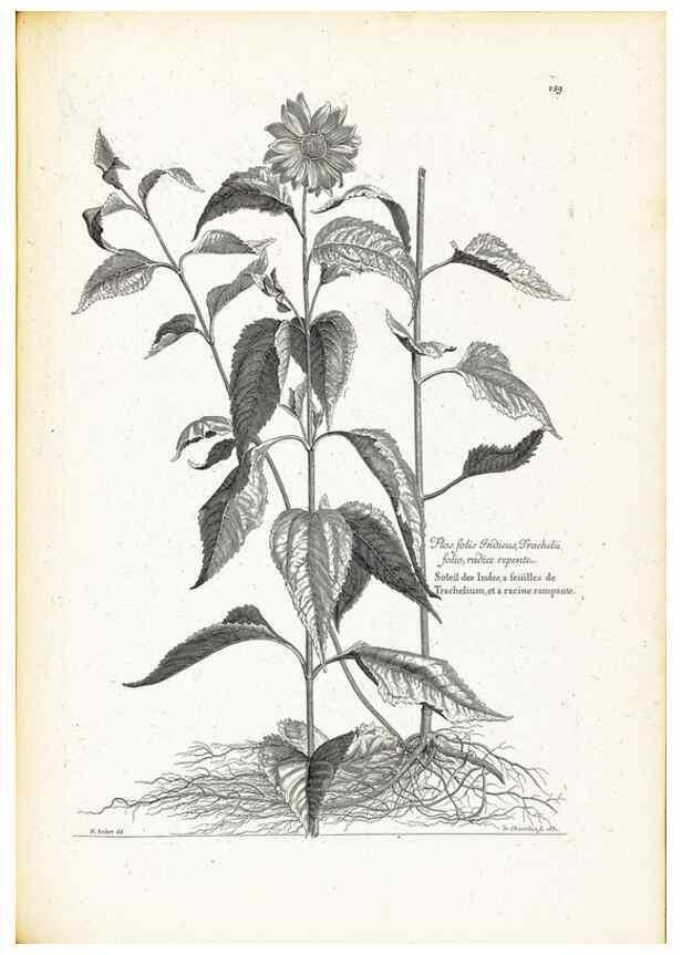 Reproducción/Reproduction 48583845677: [Recueil des plantes dessinées et gravées par ordre du roi Louis XIV].. Paris :Impr. royale,1786. 