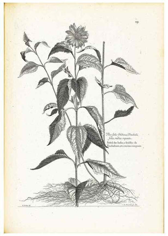 Reproducción/Reproduction 48583845677: [Recueil des plantes dessinées et gravées par ordre du roi Louis XIV].. Paris :Impr. royale,1786. 