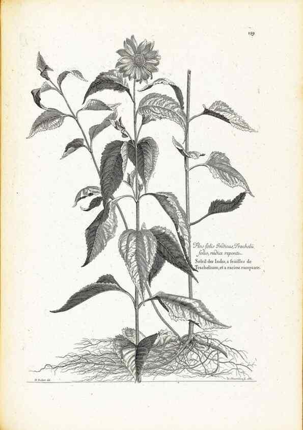 Reproducción/Reproduction 48583845677: [Recueil des plantes dessinées et gravées par ordre du roi Louis XIV].. Paris :Impr. royale,1786. 