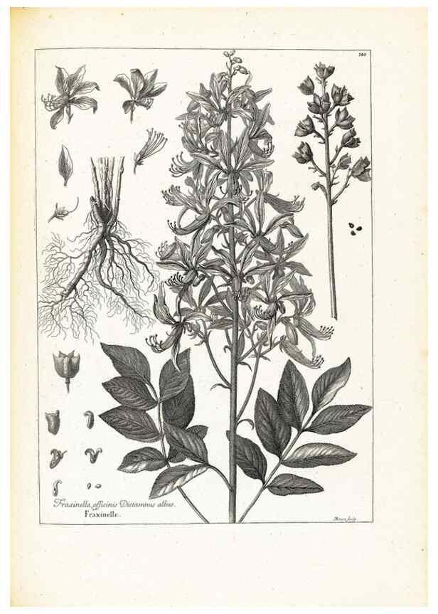 Reproducción/Reproduction 48583694041: [Recueil des plantes dessinées et gravées par ordre du roi Louis XIV].. Paris :Impr. royale,1786. 